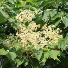 Image result for Araliaceae