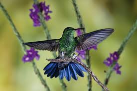 Do Hummingbirds Have Sex In Midair Howstuffworks