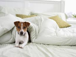 See dog sleeping in bed stock video clips. Should You Allow Your Dog To Sleep On Your Bed