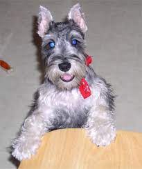 Puppyfinder.com is your source for finding an ideal puppy for sale near escanaba, michigan, usa area. Pin On Minature Schnauzers