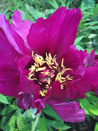 You can choose any flower for a back tattoo. 5 Top Autumn Tips For Peonies The English Garden