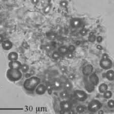 Image result for Sporobolus mildbraedii