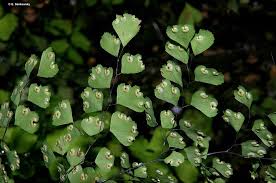 Image result for Adiantum poiretii