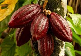 If you look at the larger shell on the actual bean itself, it will be used to pronounce the word bean. The Cacao Tree Cacao Fruits Cacao Beans Aduna
