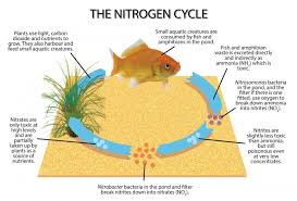 Understanding The Nitrogen Factor Thataquaponicsguy