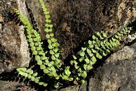 Image result for sleziník Asplenium