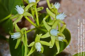 Image result for Cynanchum mossambicense