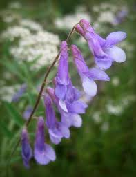 Image result for Vicia paucifolia
