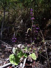 Image result for Equilabium selukwense