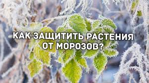   , , ,   ? 100% .