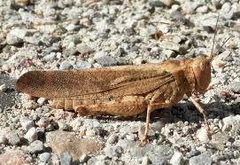 Carolina Locust