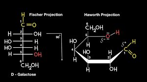 The horizontal lines illustrate the bonds which come out of the page, whereas the vertical lines show bonds that are in the page. Fischer To Haworth Projection Youtube