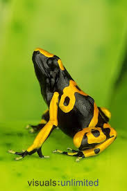 Black And Yellow Dart Frog 201128 Jpg Visuals Unlimited Poison Dart Frogs Poison Frog Dart Frog