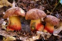 Image result for Boletus speciosus