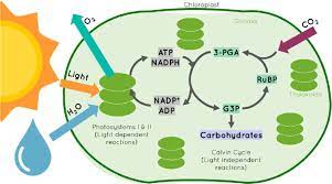 Mechanisms occurring during photosynthesis. Photosystems I and II occur...  | Download Scientific Diagram