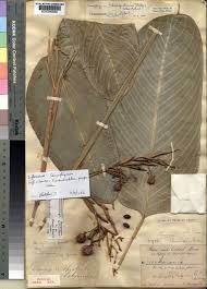 Image result for Sarcophrynium schweinfurthianum