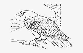 This cat coloring pages are fun way to teach your kids about cat. Small Bald Eagle Coloring Page Free Transparent Png Download Pngkey