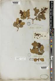 Image result for Ozoroa nitida