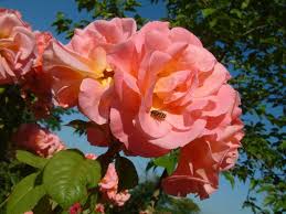 Rosa 'Dunham Massey'