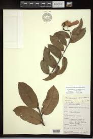 Image result for Acridocarpus chloropterus