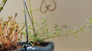 Image result for Oldenlandia cana