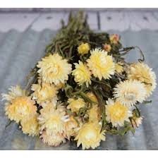 We did not find results for: Dried Strawflowers Straw Flower