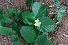 Image result for Malvastrum coromandelianum