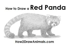 How To Draw A Red Panda The images above represents how your. how to draw a red panda