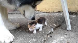 Yavru Kediden Korkan Kopek Kopek Kedi Yavru Kediler