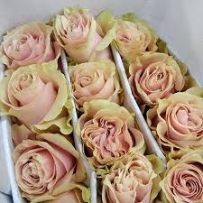 How S Your Holiday Going Is It As Beautiful As These Pink Mondial Roses In The Shed Today Remember If You Need To Top Up Your Shop We Are Open From 2pm To