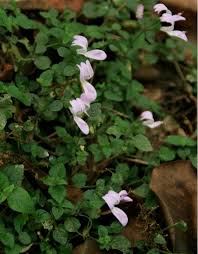 Image result for Hypoestes triflora