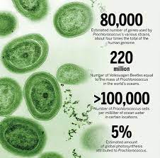 Meet The Obscure Microbe That Influences Climate Ocean Ecosystems And Perhaps Even Evolution Science Aaas