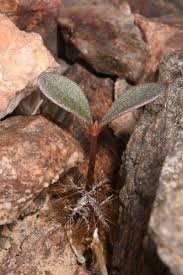 Image result for Silene abyssinica