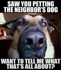 Image result for funny dog memes