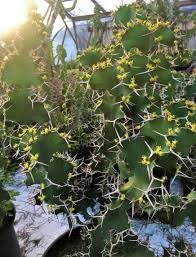 Image result for Euphorbia unicornis