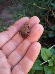 Se a minha bici falasse...: Um mini sapo. Ou mini rã. Ou mini perereca.
