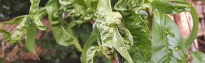 Winter dormancy is a fantastic opportunity to spray stone fruit trees for leaf curl and other fungal diseases which in fact, cannot be treated at any other time of year! Preventing Peach Leaf Curl Sustainable Gardening Australia