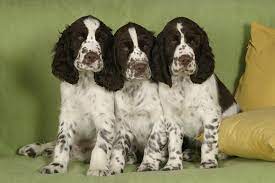 Dog spaniel pet animal springer canine english portrait. English Springer Spaniel Herz Fuer Tiere De