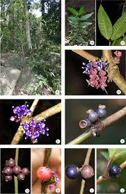 Image result for Memecylon sp. D