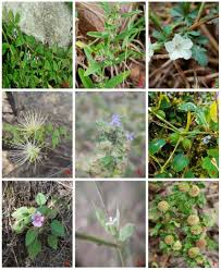 Image result for Polygala erioptera