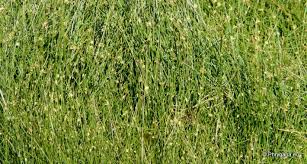 Image result for Cyperus laevigatus