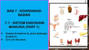 Rajah 1 menunjukkan satu eksperimen yang dijalankan bagi tiga ekor tikus untuk mengkaji kesan alkohol terhadap kadar denyutan. Sains Tingkatan 4 Kssm I Bab 7 I 7 1 Sistem Endokrin Manusia Part 1 Youtube