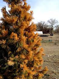 Strain into a clean jar to remove the needles. Are Your Evergreens Looking Yellow Or Brown This Might Be Why Fort Collins Nursery