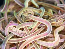 MIDE-949 Mia Nanasawa Compelling Charm