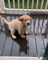 Kore Chiropractic Wellness Labrador Puppy Catching Rain Drops I Could Watch This Dude Try To C In 2020 Cute Puppy Videos Cute Animal Videos Cute Animals