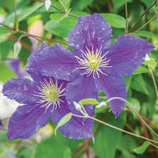Image result for Clematis
