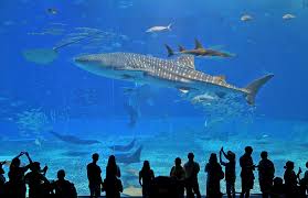 Plastic-filled whale a wake-up call to reduce waste - Environment - The  Jakarta Post