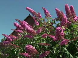 „sommerflieder macht schmetterlinge betrunken! der vorwurf ist ebenfalls oft zu lesen. Sommerflieder Schmetterlingsstrauch Pink Delight Buddleja Davidii Pink Delight Baumschule Horstmann