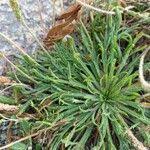 Image result for Coronopus