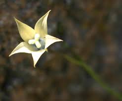 Image result for Wahlenbergia undulata